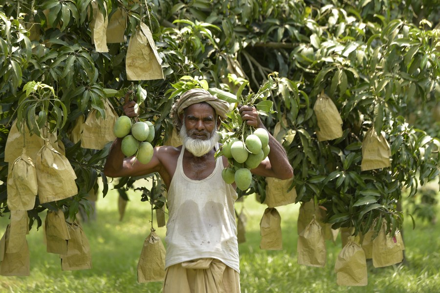 Abdul Karim - Mango Farmer