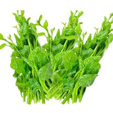 Heirloom Pui Shak (Malabar Spinach)