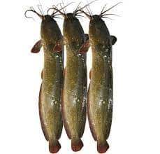 দেশি মাগুর মাছ (Fresh Native Catfish - Magur Maachh)